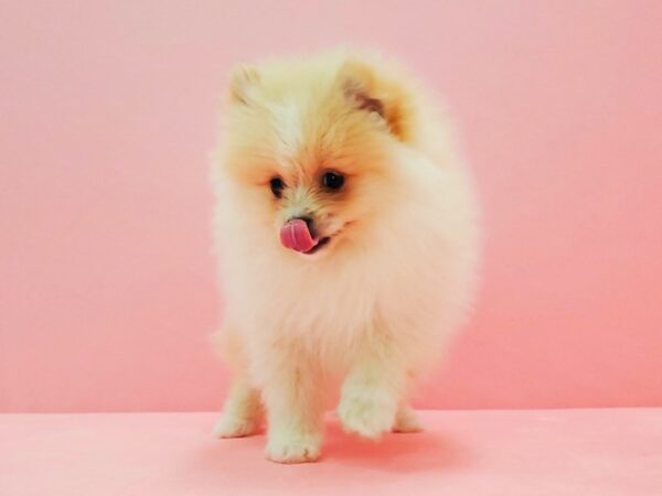 Pomeranian DOG Male Cream 21607 Petland Las Vegas, Nevada