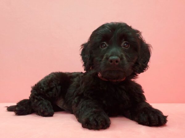 Mini Goldendoodle DOG Female Black 21603 Petland Las Vegas, Nevada