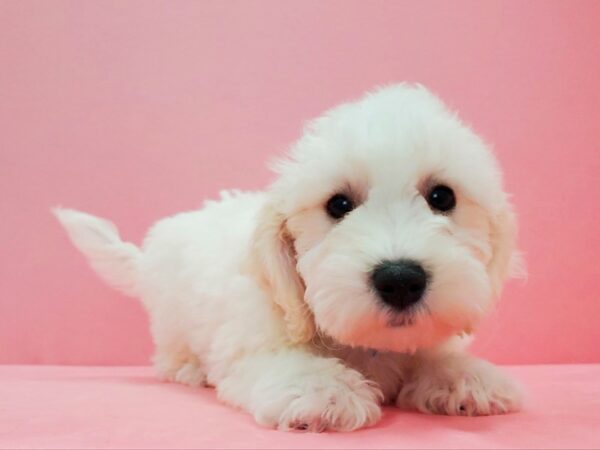 Bichon Frise DOG Male White 21620 Petland Las Vegas, Nevada