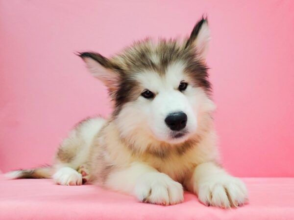 Alaskan Malamute DOG Female Sable / White 21621 Petland Las Vegas, Nevada