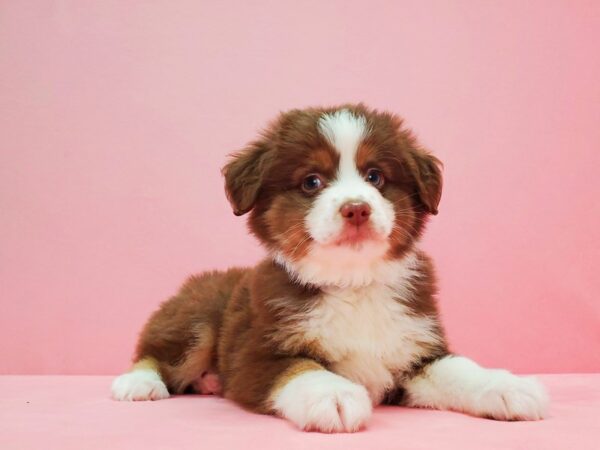 Australian Shepherd DOG Male Chocolate 21622 Petland Las Vegas, Nevada