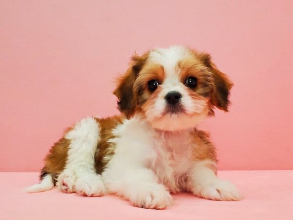 Bichon Frise/Cavalier King Charles Spaniel-DOG-Male-White and Apricot-21604-Petland Las Vegas, Nevada