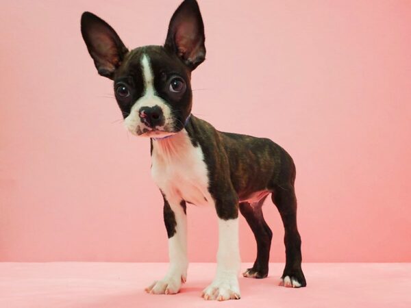 Boston Terrier DOG Male Brindle 21623 Petland Las Vegas, Nevada