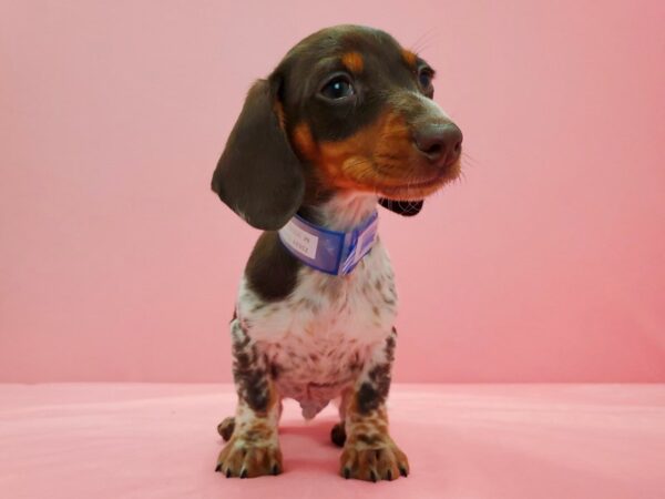 Dachshund DOG Male Chocolate / Tan 21624 Petland Las Vegas, Nevada