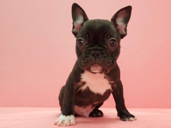 French Bulldog DOG Male Brindle / White 21625 Petland Las Vegas, Nevada