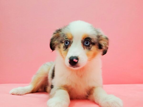 Miniature Australian Shepherd DOG Female Blue Merle White and Tan 21636 Petland Las Vegas, Nevada