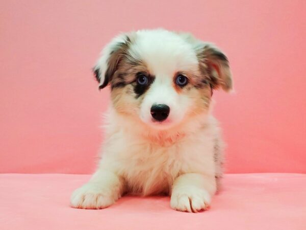 Toy Australian Shepherd DOG Female Blue Merle White and Tan 21637 Petland Las Vegas, Nevada