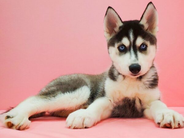 Siberian Husky DOG Male Black Grey and White 21635 Petland Las Vegas, Nevada