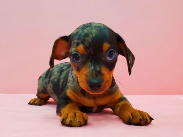 Chihuahua/Dachshund-DOG-Male-Black / Tan-21633-Petland Las Vegas, Nevada