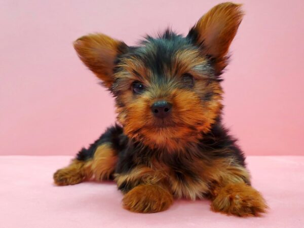 Yorkshire Terrier DOG Female Black / Tan 21631 Petland Las Vegas, Nevada