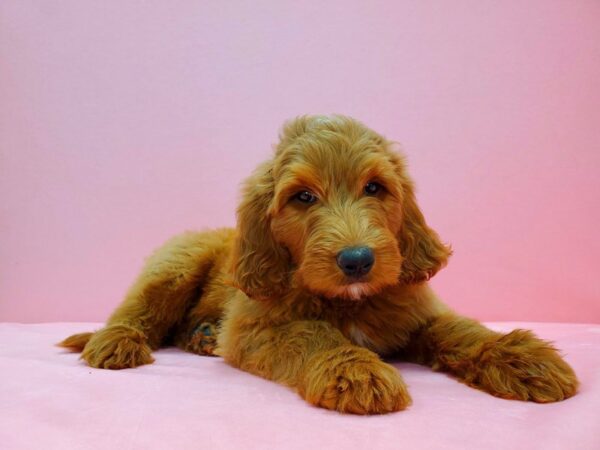 F1B Goldendoodle DOG Male Golden 21639 Petland Las Vegas, Nevada