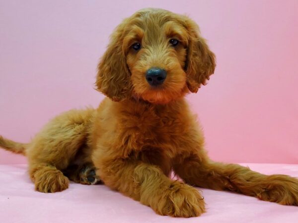 F1B Goldendoodle DOG Female Golden 21640 Petland Las Vegas, Nevada