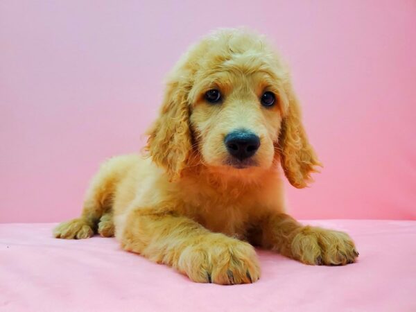 F1B Goldendoodle DOG Female Golden 21641 Petland Las Vegas, Nevada