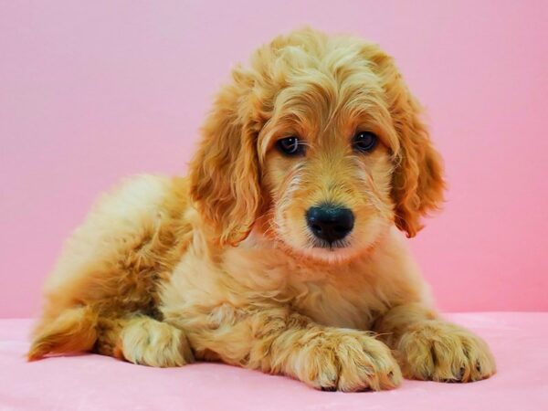 F1B Goldendoodle DOG Female Golden 21642 Petland Las Vegas, Nevada