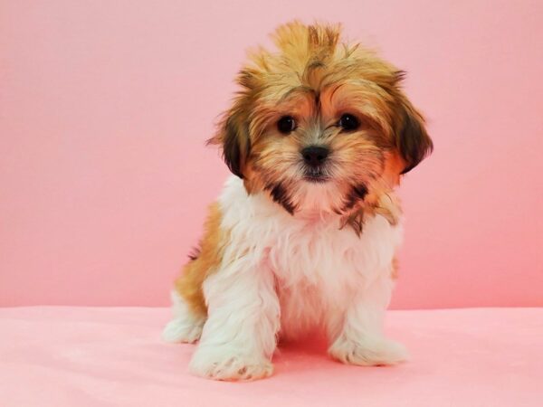 Maltese/Shih Tzu DOG Female White / Gold 21634 Petland Las Vegas, Nevada