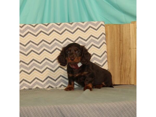 Dachshund DOG Female Chocolate / Tan 21646 Petland Las Vegas, Nevada