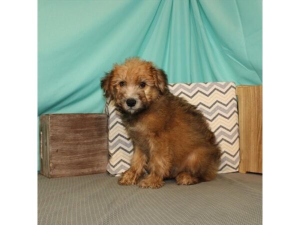 Soft Coated Wheaten Terrier DOG Female Wheaten 21650 Petland Las Vegas, Nevada