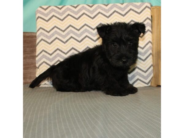 Scottish Terrier DOG Female Black 21648 Petland Las Vegas, Nevada