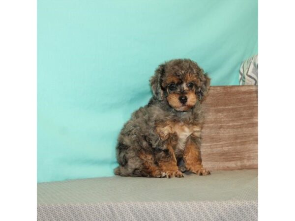 Poodle DOG Male Blue Merle / Tan 21647 Petland Las Vegas, Nevada