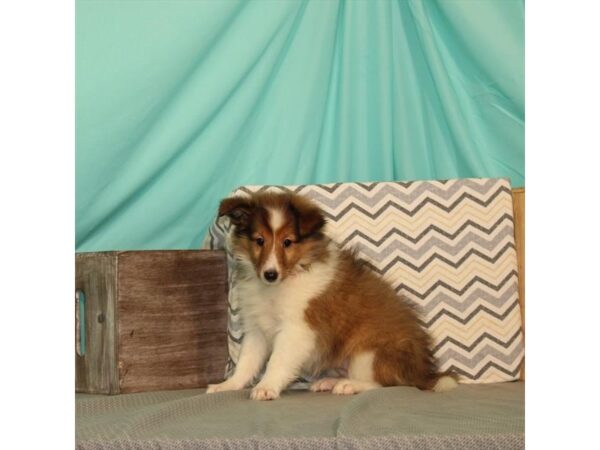 Shetland Sheepdog DOG Female Sable / White 21649 Petland Las Vegas, Nevada