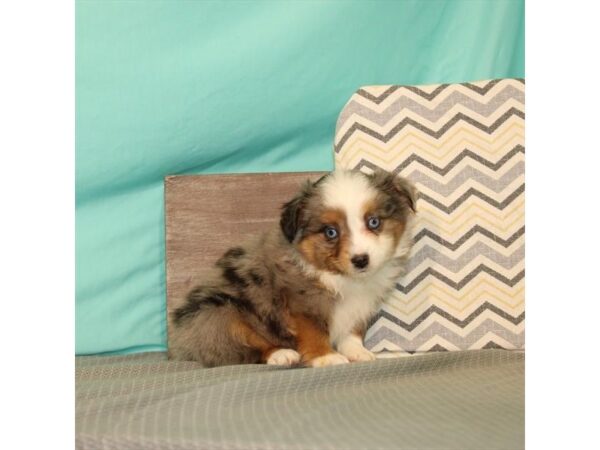 Miniature Australian Shepherd/Toy Australian Shepherd-DOG-Male-Blue Merle-21643-Petland Las Vegas, Nevada