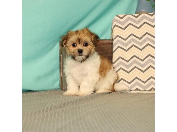 Maltese/Shih Tzu DOG Female White / Gold 21651 Petland Las Vegas, Nevada