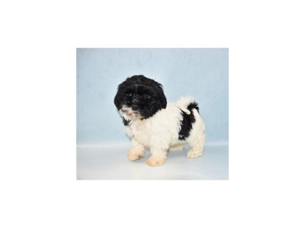 Havanese DOG Female Black and White 21662 Petland Las Vegas, Nevada