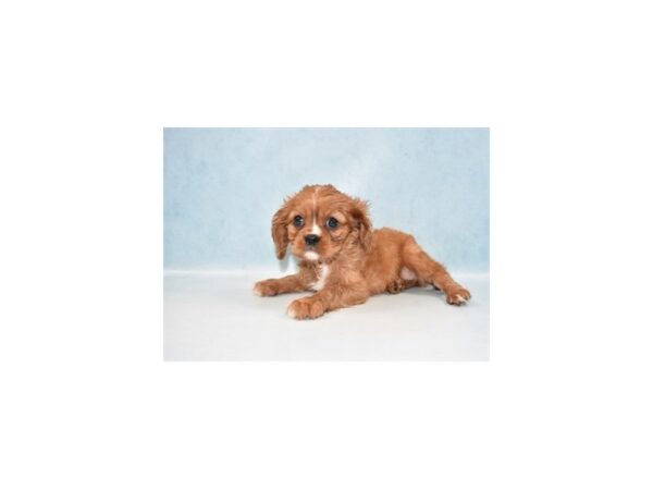 Cavalier King Charles Spaniel DOG Female Ruby 21663 Petland Las Vegas, Nevada