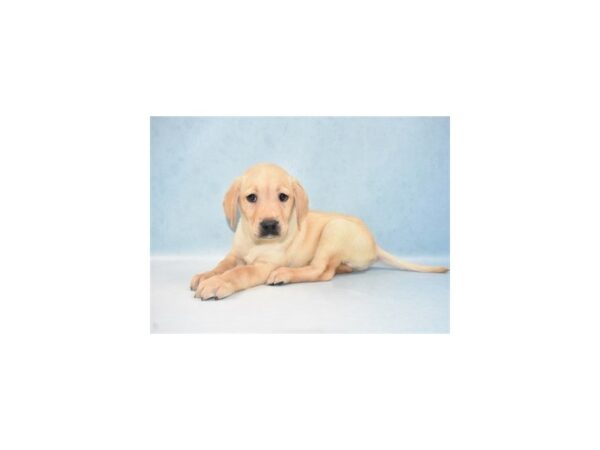 Labrador Retriever DOG Male Yellow 21659 Petland Las Vegas, Nevada