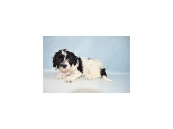 Bichon Frise/Shih Tzu DOG Female Black and White 21657 Petland Las Vegas, Nevada