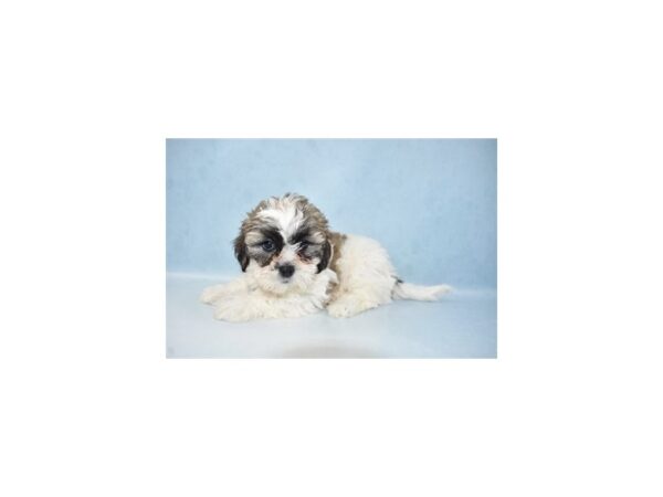 Bichon Frise/Shih Tzu DOG Male Gold and White 21658 Petland Las Vegas, Nevada