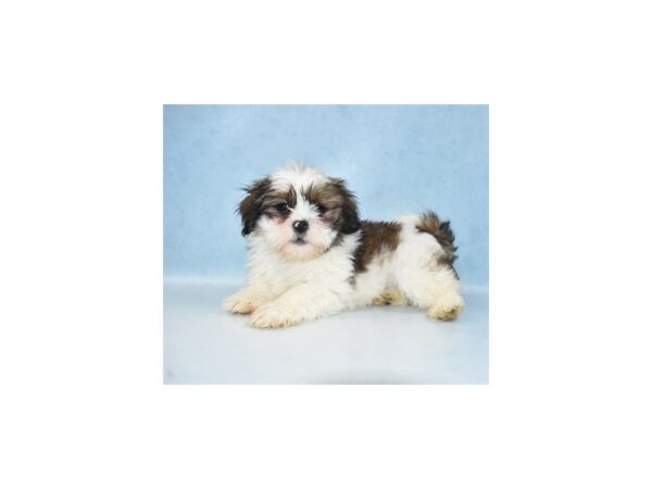 Lhasa Apso DOG Male Golden 21660 Petland Las Vegas, Nevada