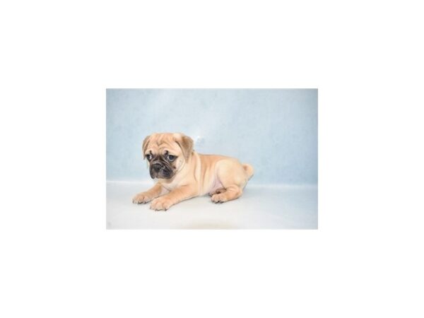 Beagle/Pug-DOG-Male-Fawn-21655-Petland Las Vegas, Nevada