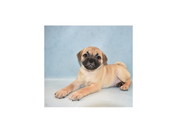 Beagle/Pug DOG Male Fawn 21656 Petland Las Vegas, Nevada