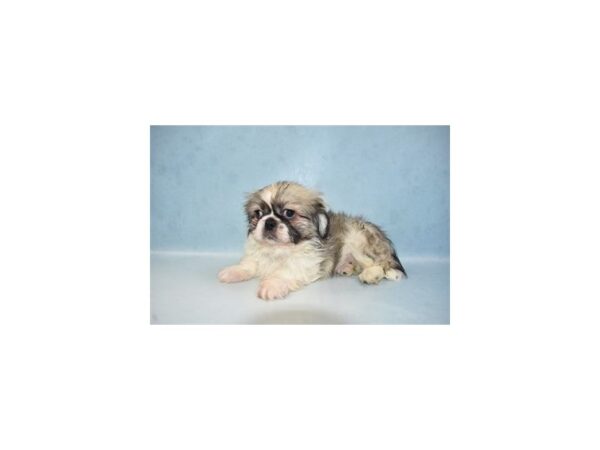 Pekingese DOG Male Fawn Sable 21661 Petland Las Vegas, Nevada