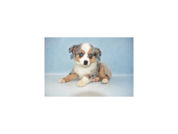 Toy Australian Shepherd DOG Female Blue Merle 21654 Petland Las Vegas, Nevada