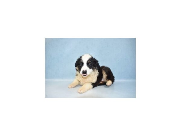 Miniature Australian Shepherd DOG Female Black White and Brown 21653 Petland Las Vegas, Nevada