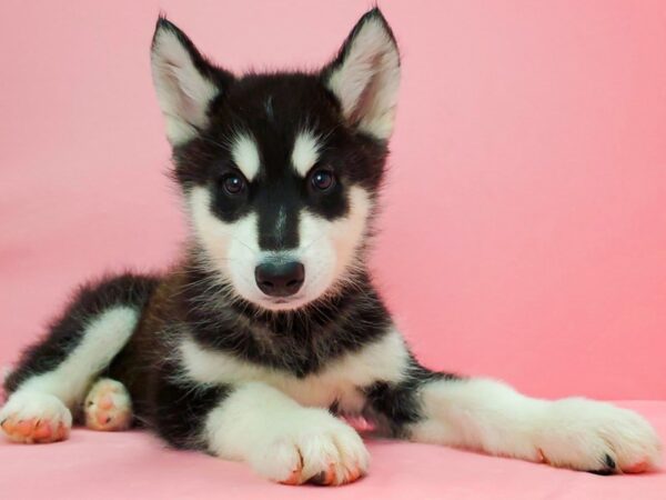 Alaskan Malamute DOG Male Black and White 21652 Petland Las Vegas, Nevada