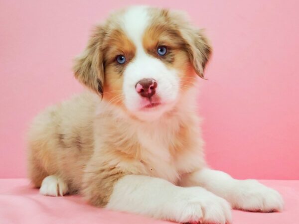 Australian Shepherd DOG Male Red Merle 21644 Petland Las Vegas, Nevada