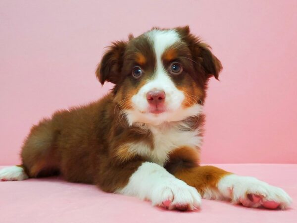 Miniature Australian Shepherd DOG Male TRI-COLOR 21665 Petland Las Vegas, Nevada