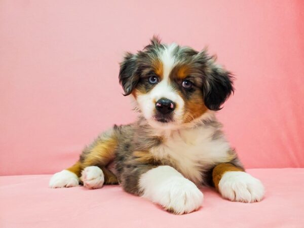 Miniature Australian Shepherd DOG Male Blue Merle 21664 Petland Las Vegas, Nevada