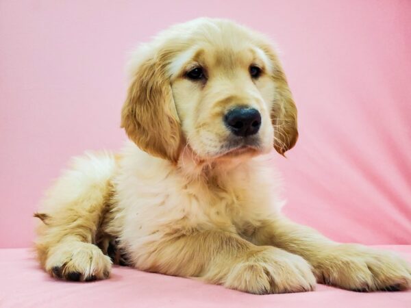 Golden Retriever DOG Male Light Golden 21669 Petland Las Vegas, Nevada