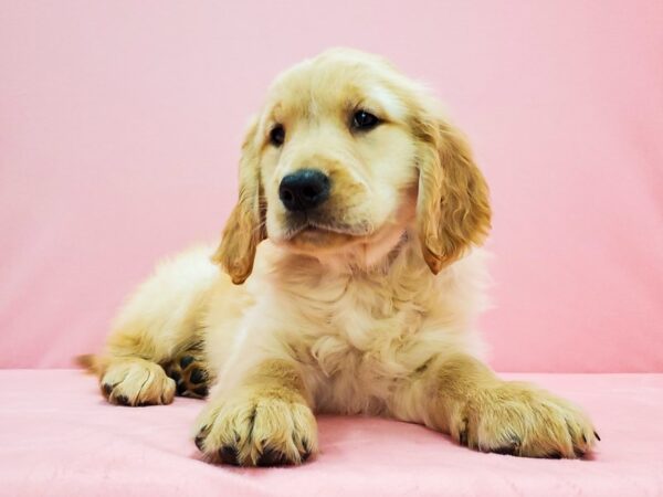 Golden Retriever DOG Male Golden 21670 Petland Las Vegas, Nevada