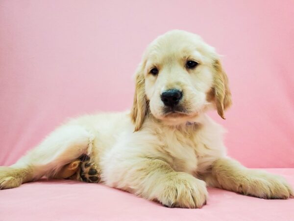 Golden Retriever DOG Male Light Golden 21671 Petland Las Vegas, Nevada