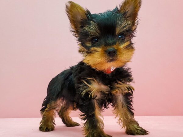 Yorkshire Terrier DOG Female Black / Tan 21679 Petland Las Vegas, Nevada