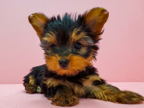 Yorkshire Terrier DOG Female Black / Tan 21678 Petland Las Vegas, Nevada