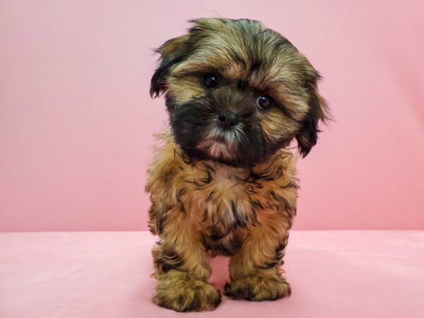 Shih Tzu DOG Female Gold 21677 Petland Las Vegas, Nevada