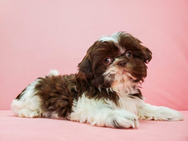 Shih Tzu DOG Female Chocolate / White 21676 Petland Las Vegas, Nevada