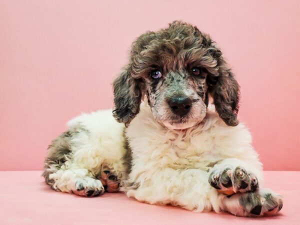 Poodle DOG Female White / Blue Merle 21675 Petland Las Vegas, Nevada