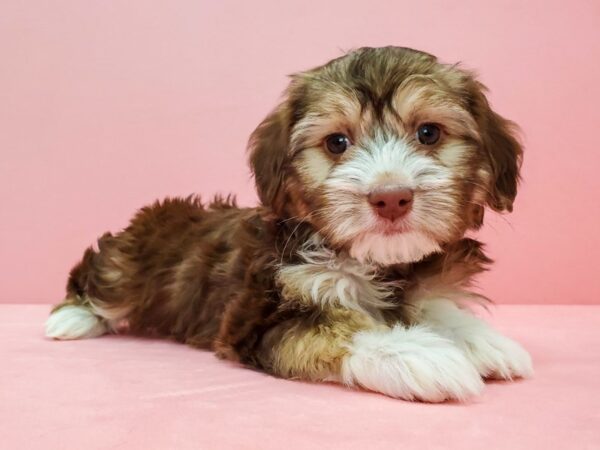 Havanese DOG Female Chocolate / Tan 21672 Petland Las Vegas, Nevada